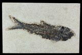 6.8" Fossil Fish (Knightia) - Green River Formation - #129756-1